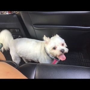 Meet your Posher, Allie